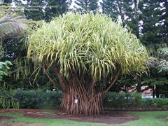 پاندانوس تکتوریوس